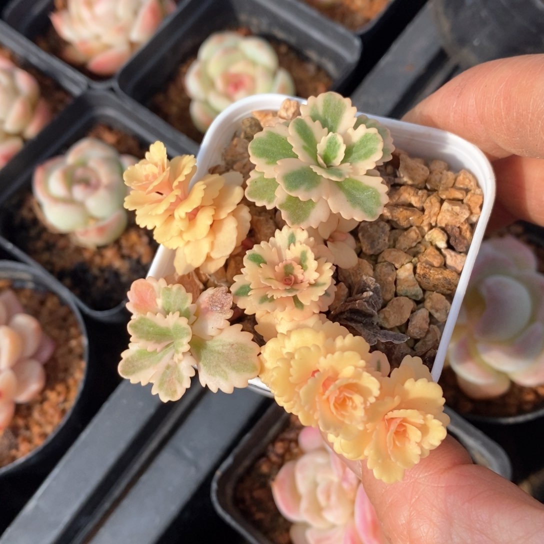 精品多肉一物一拍不包整686