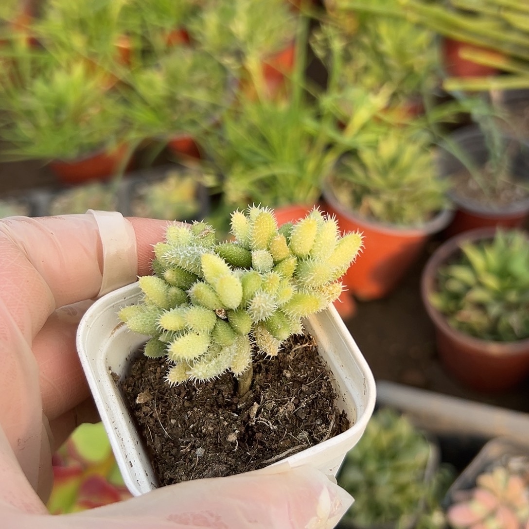 多肉植物雷同锦群