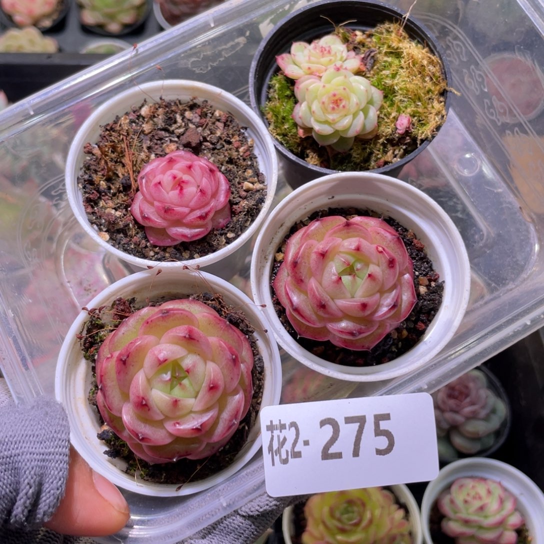 花利美 2-275珍妮4颗