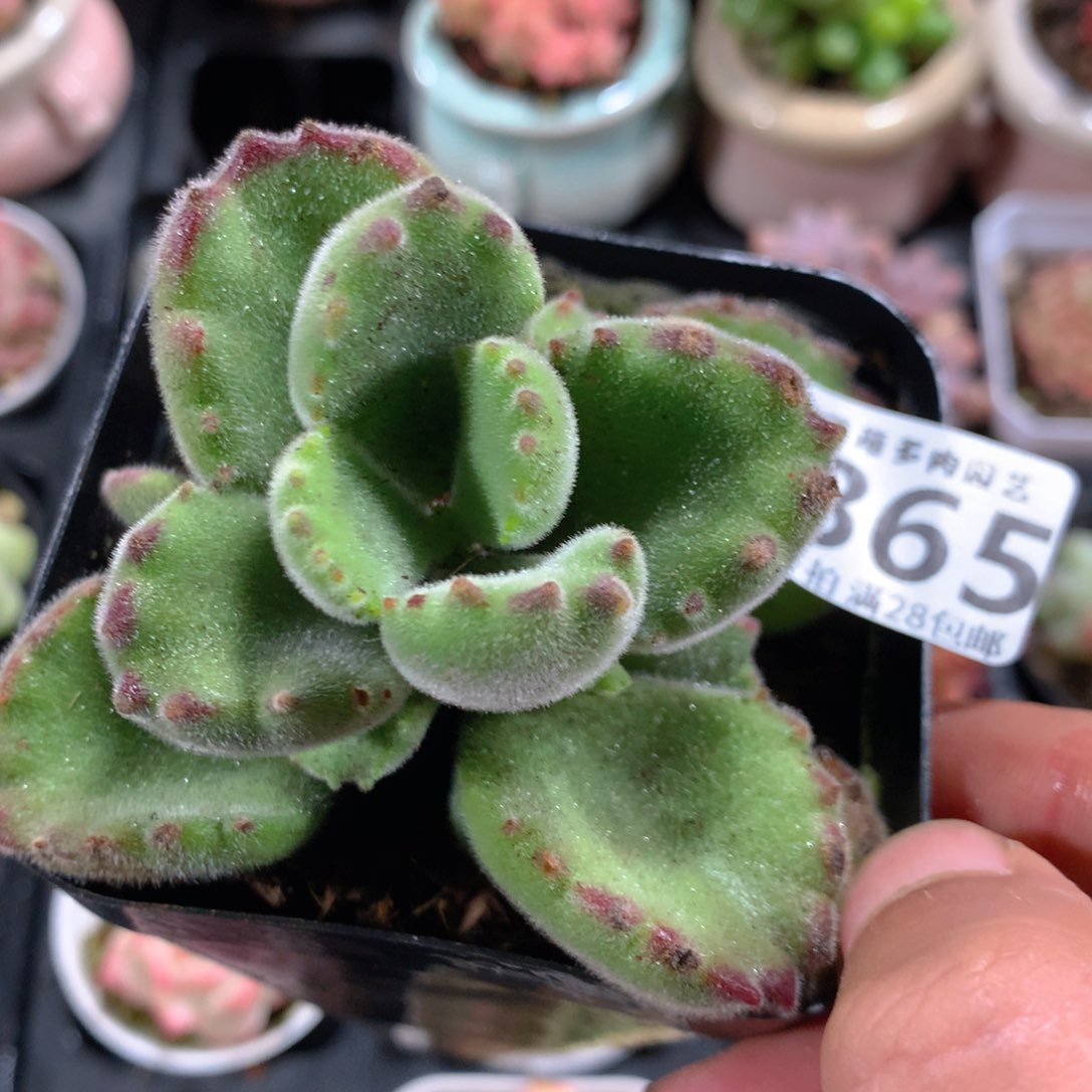 5CM拇指盆精控多肉ZC865