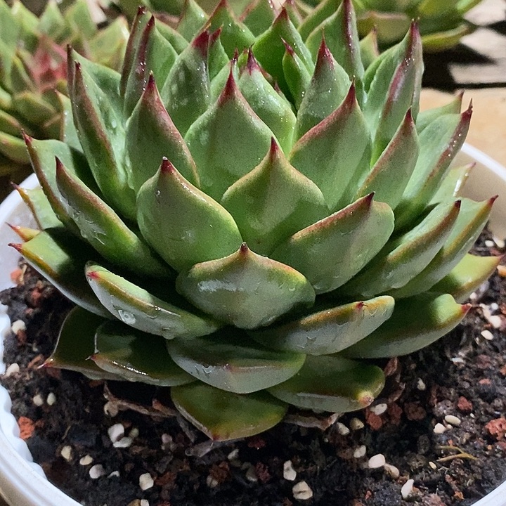 用***7福利原始种包子10             