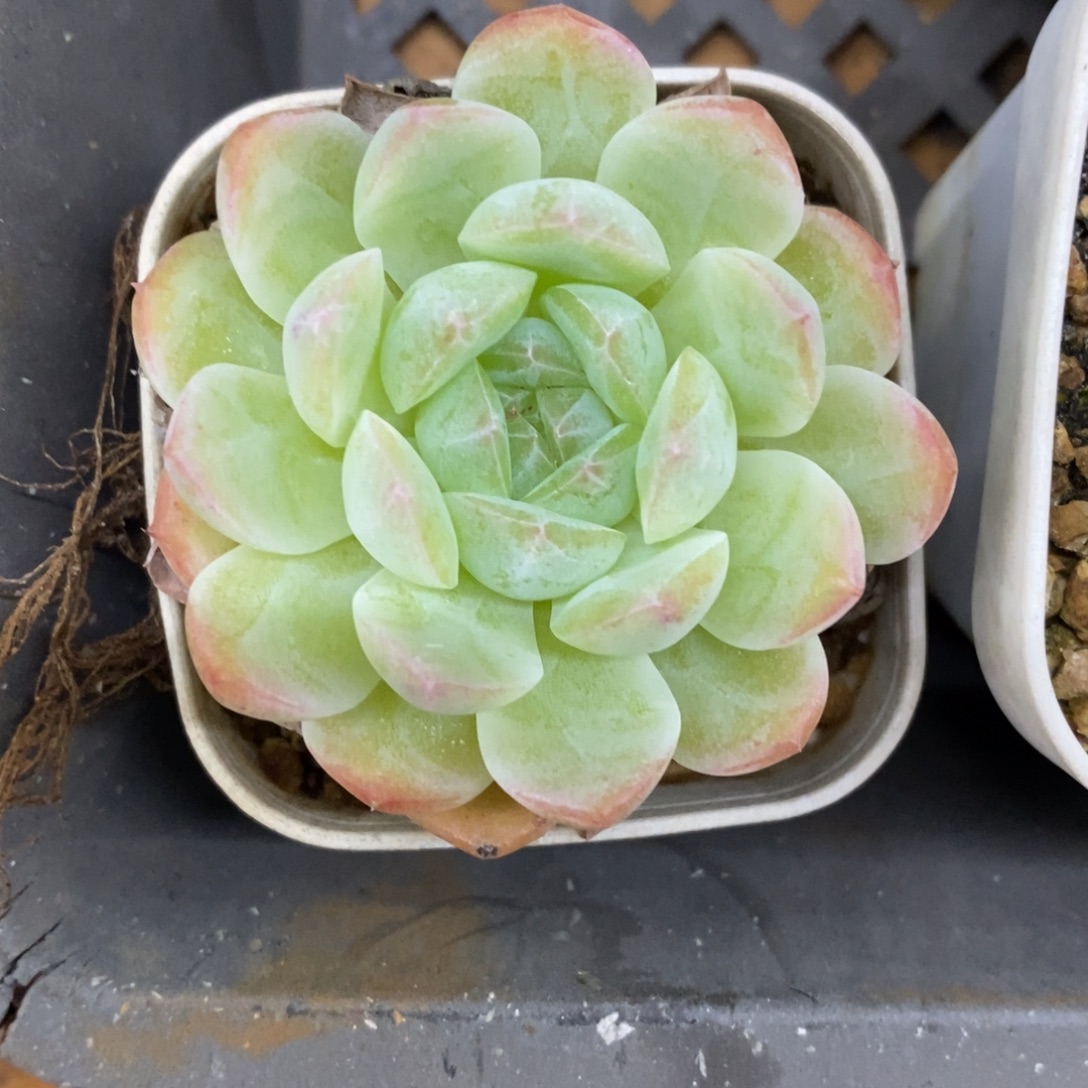 精品多肉一物一拍不包整133