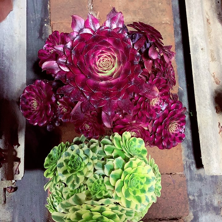 两颗组合，多肉植物