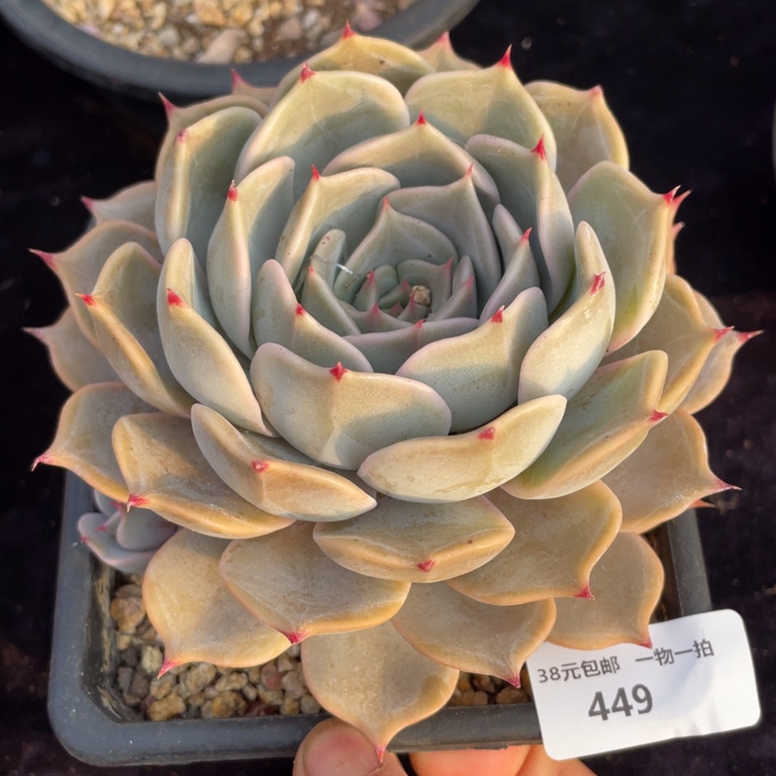 449星星单头满38包邮多肉植物