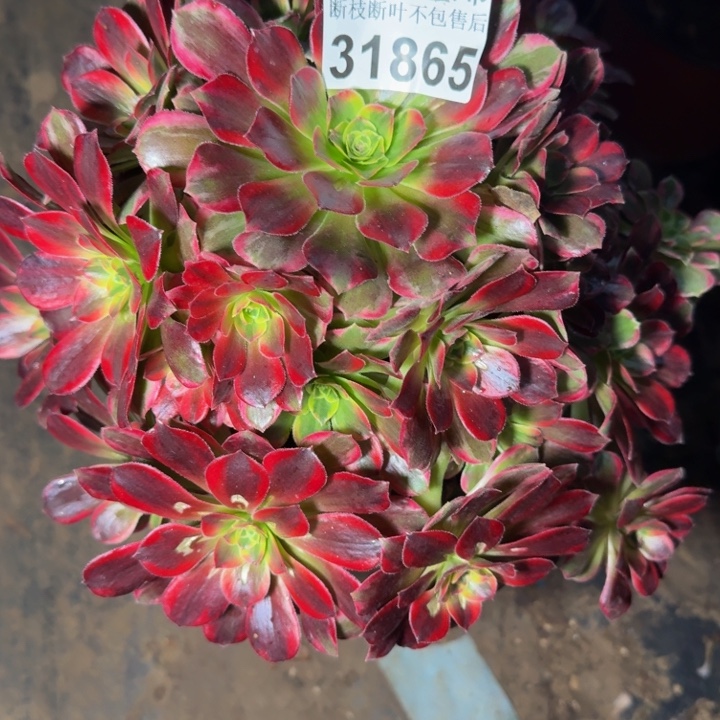 31865安娜多肉植物