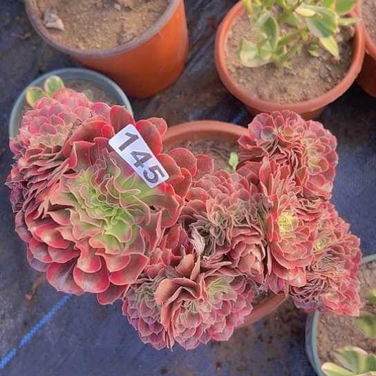 芳****多肉植物一个美杜莎追