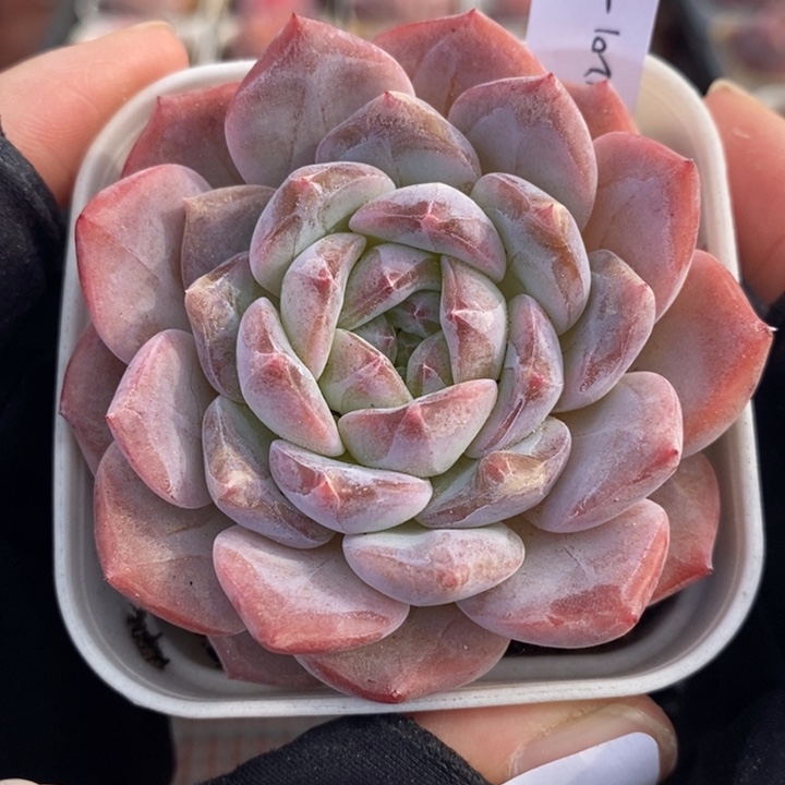 1201-507，粉魄1个