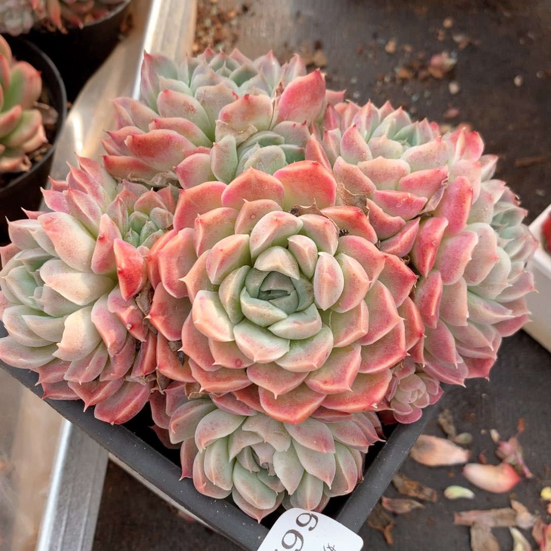 6629不包整散杂交多肉植物