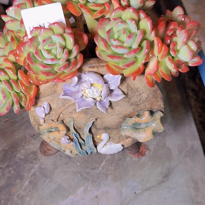 14113拉萨多肉植物