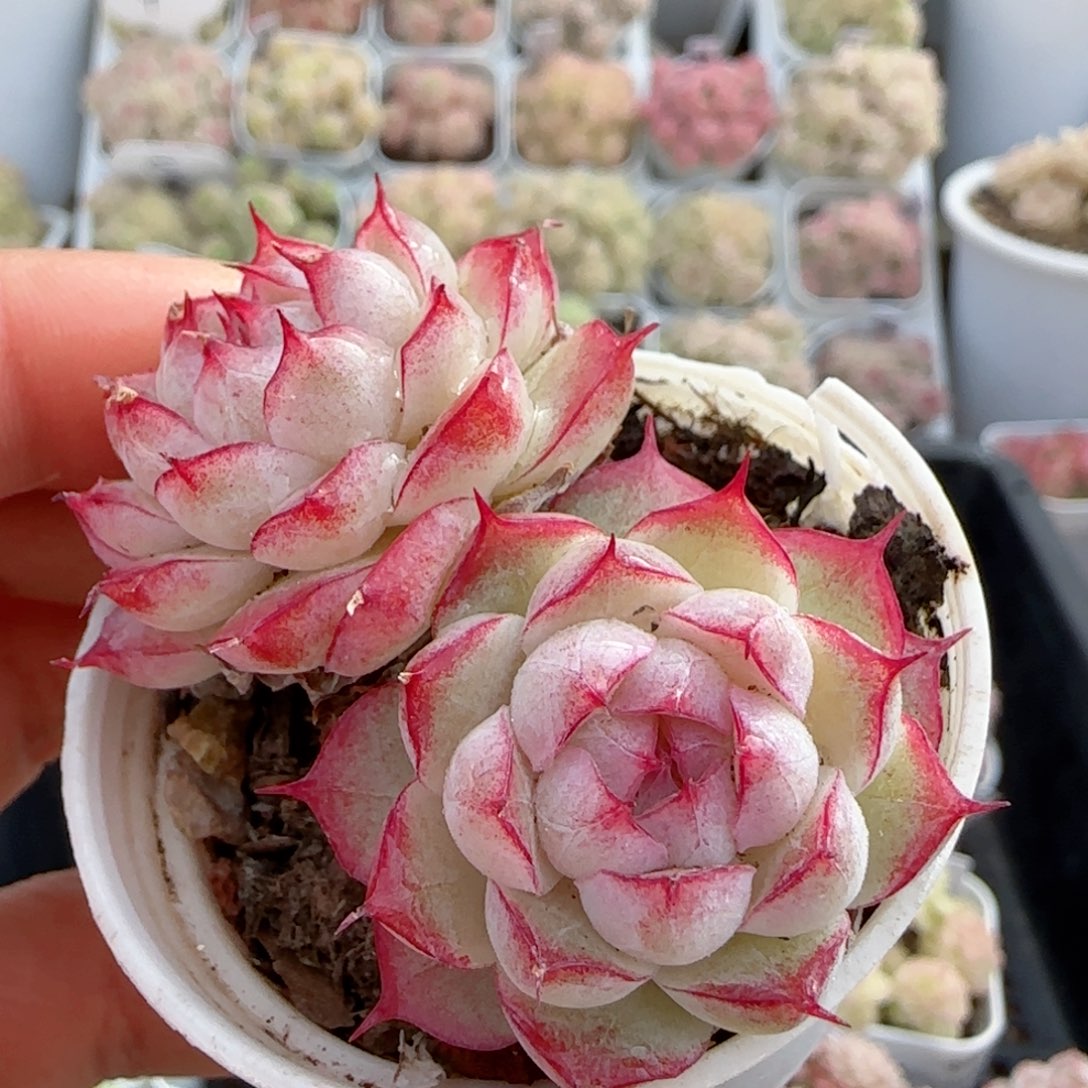 【闪购商品】0201-33女王