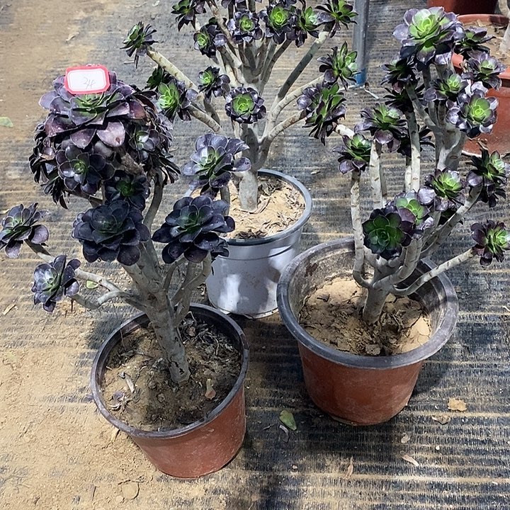 芬***族34，3颗多肉法师多肉法师