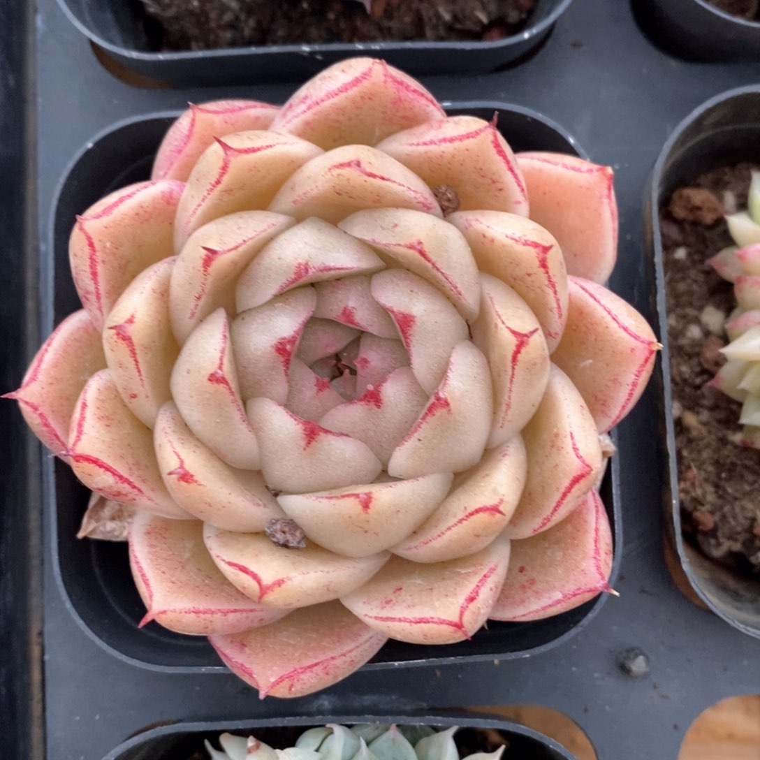 精品多肉一物一柏不包整32