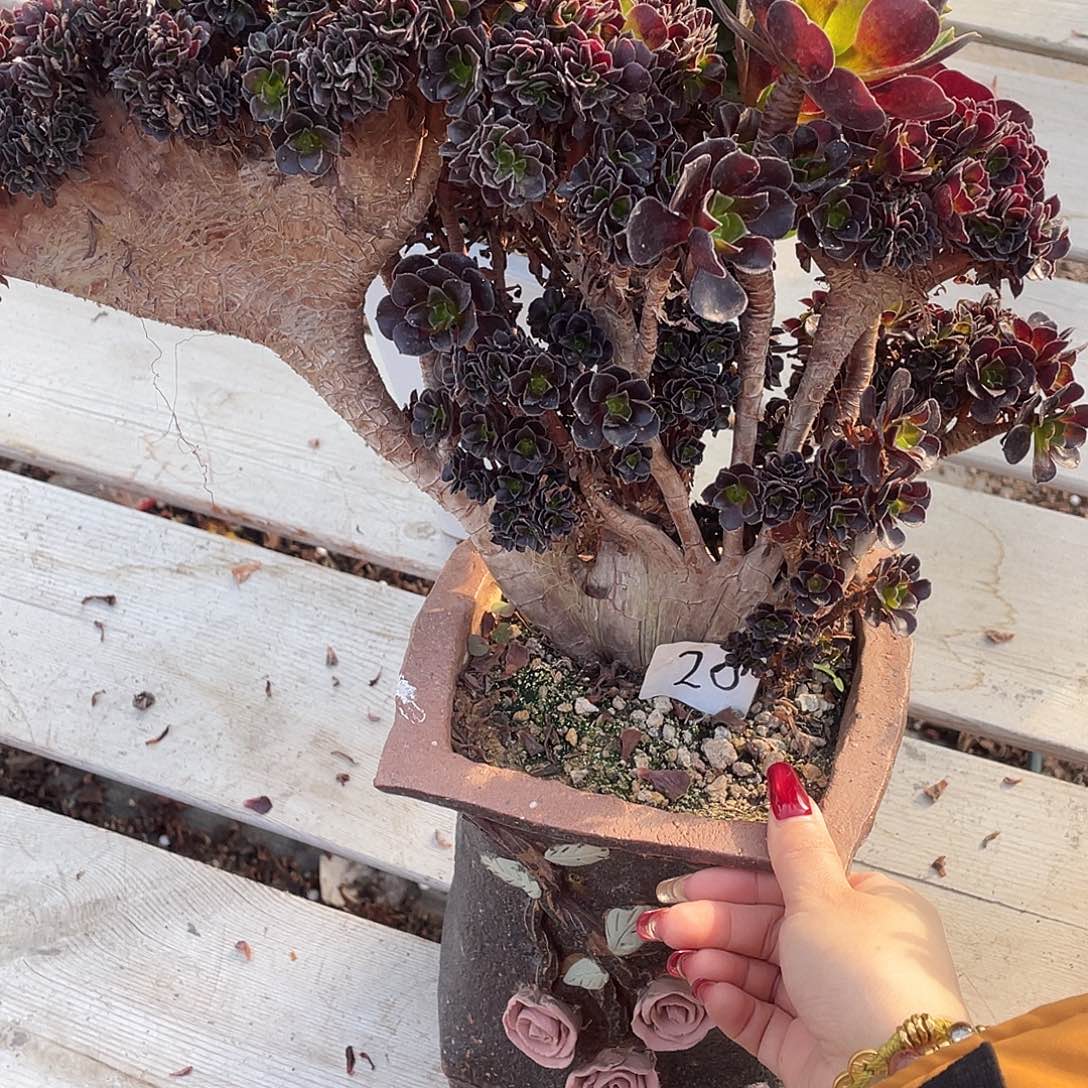 多肉植物提取成分是什么啊笑