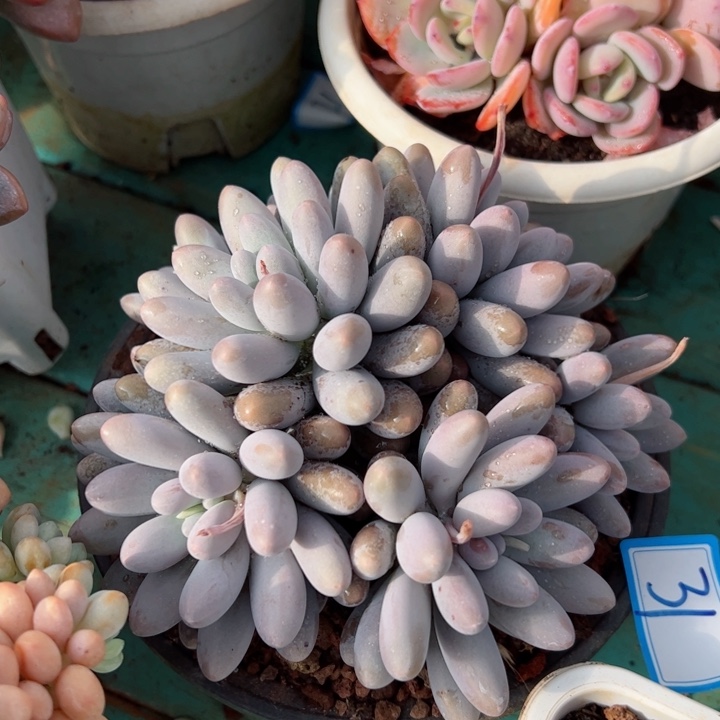 31汤圆平平安安健健康康