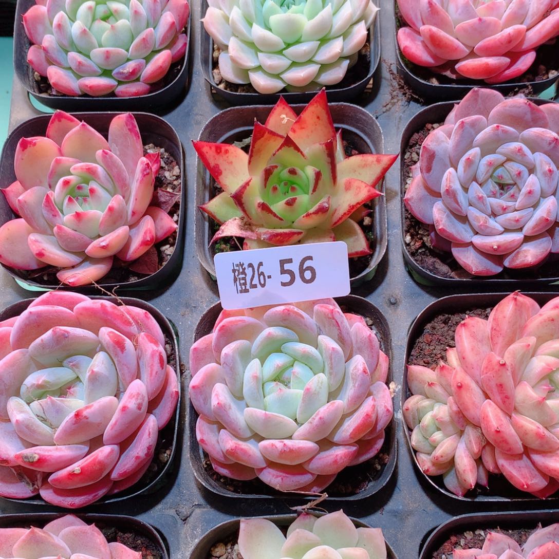 26-56一物一拍多肉带盆16颗