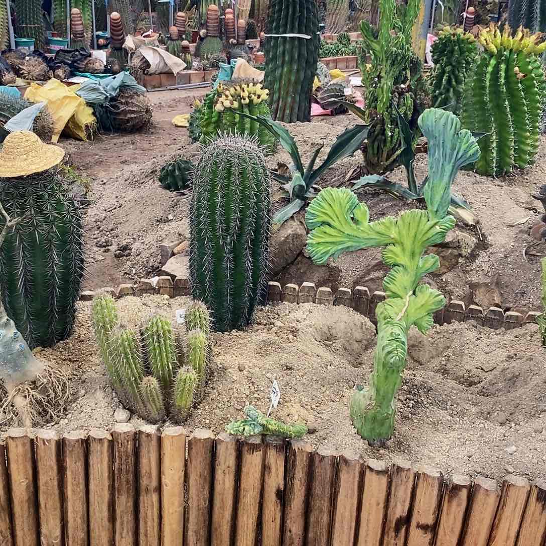 胡**缠0000000000000000000