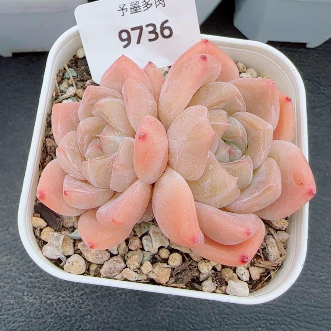 开播福利，9736多肉植物