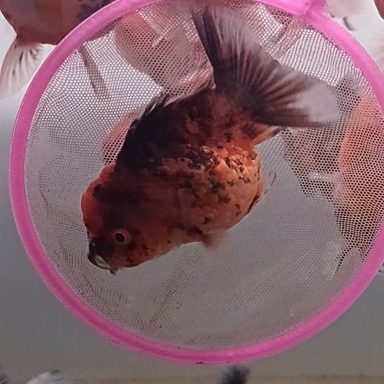 海水鱼泰狮观赏金鱼8cm左右
