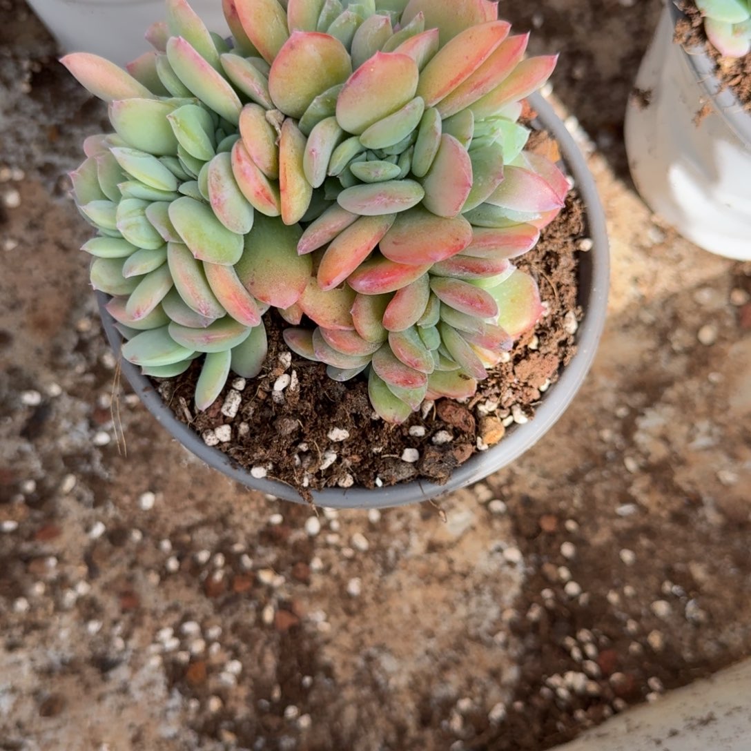 竹***子白凤多肉植物链接
