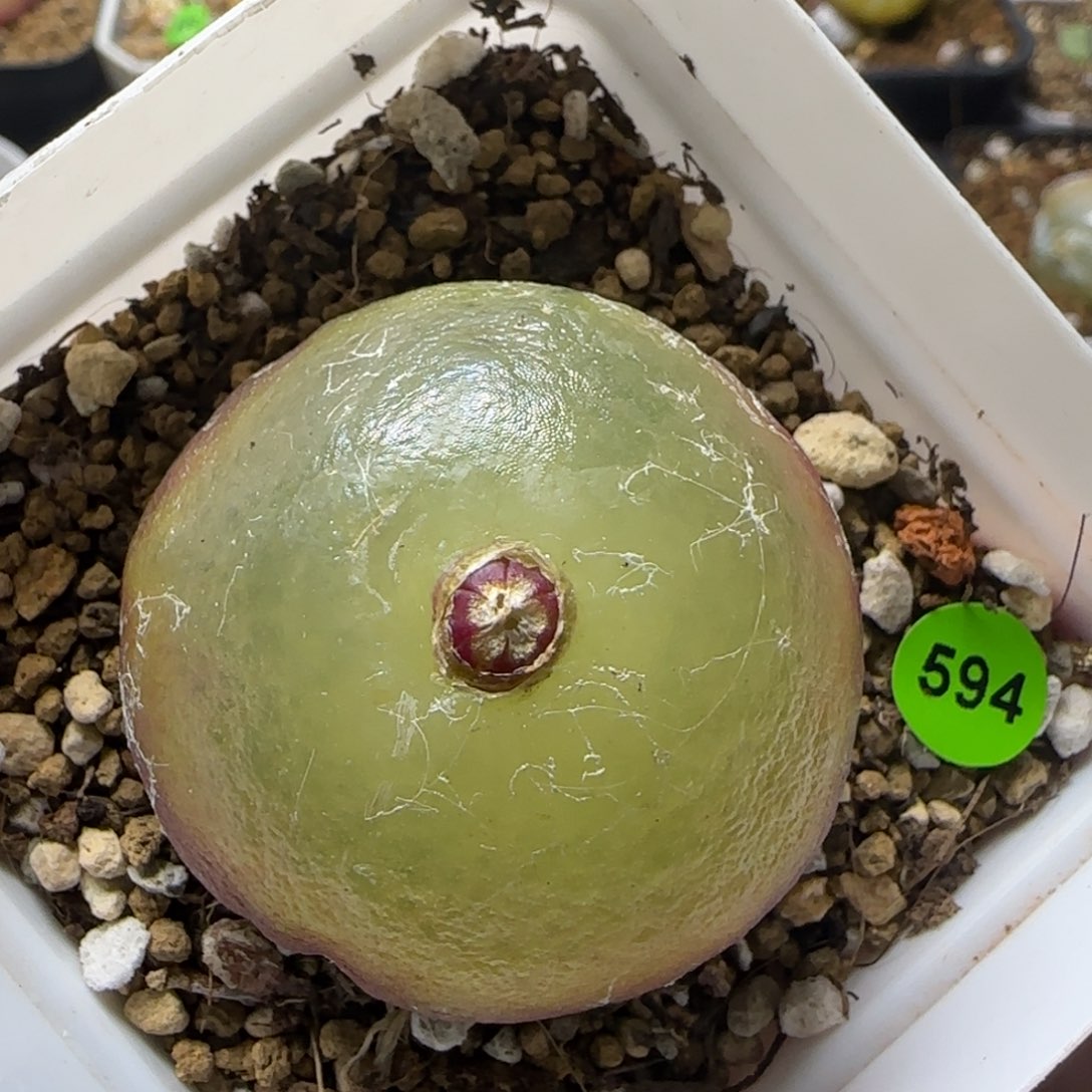 大灯泡4.1多肉植物594