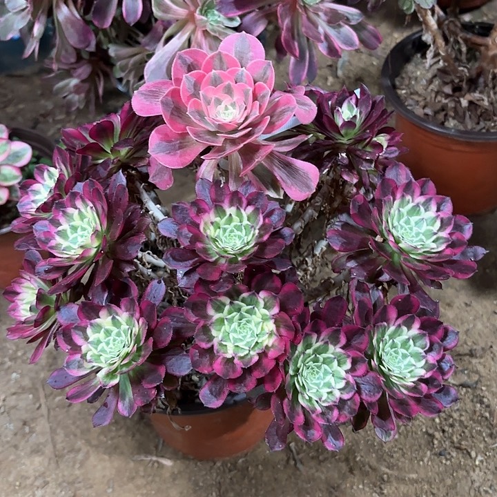 多肉植物法师天合86