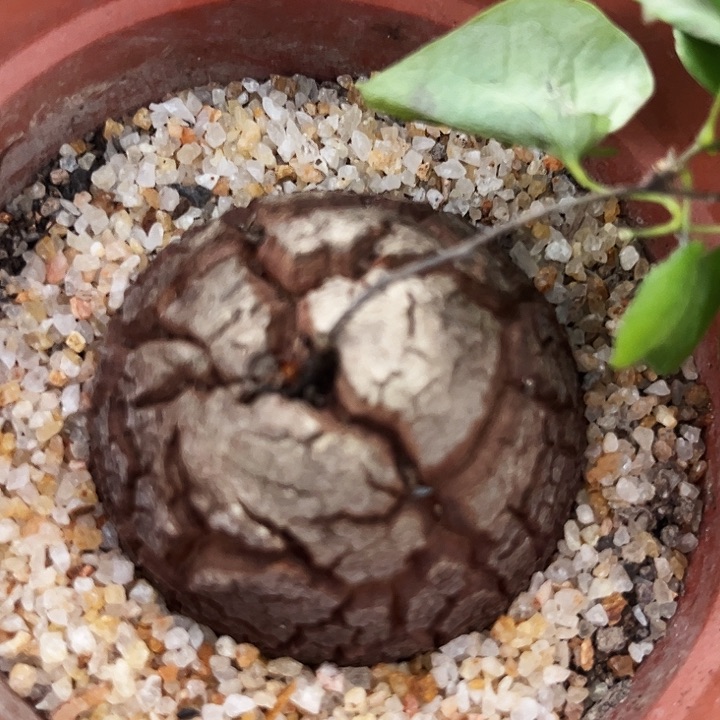 潮流植物优选南非龟