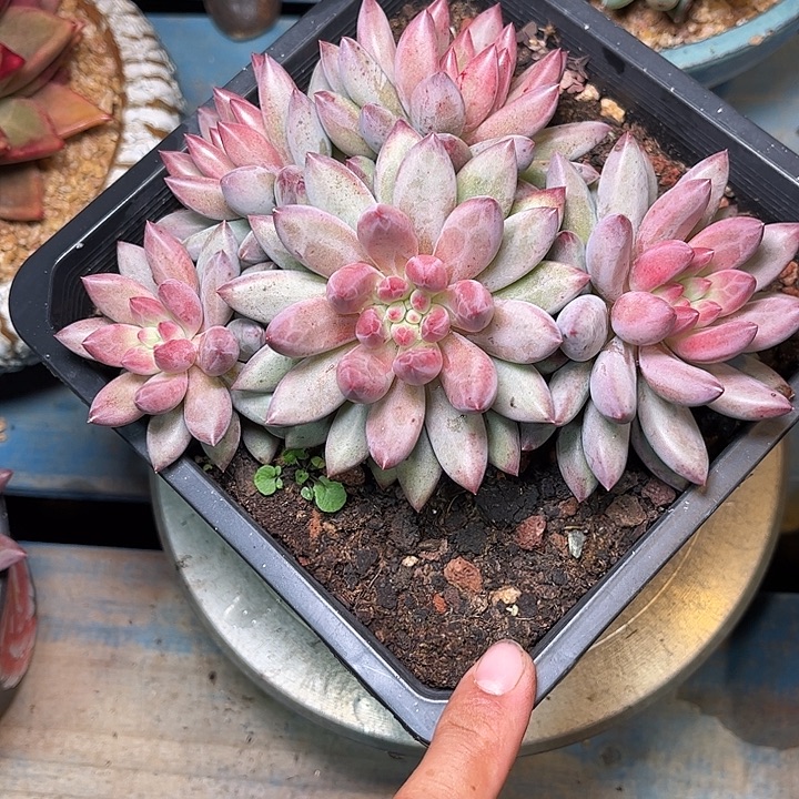 多肉植物一物一拍