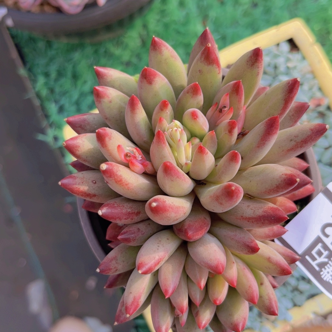 黄体虞美人0242多肉植物