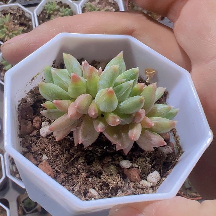 糖爪精品多肉植物