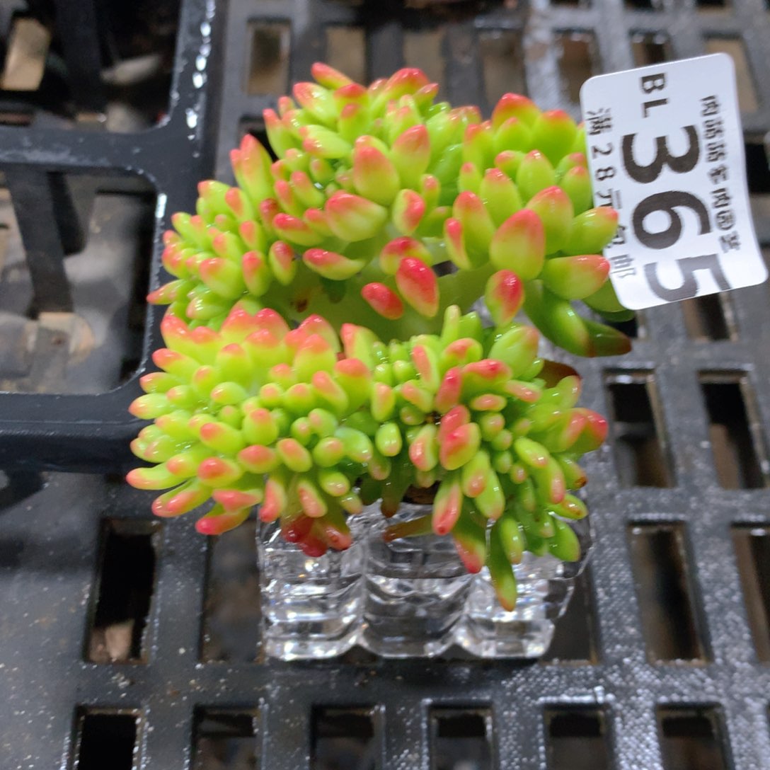 肉萌萌5cm拇指盆精控多肉BL365