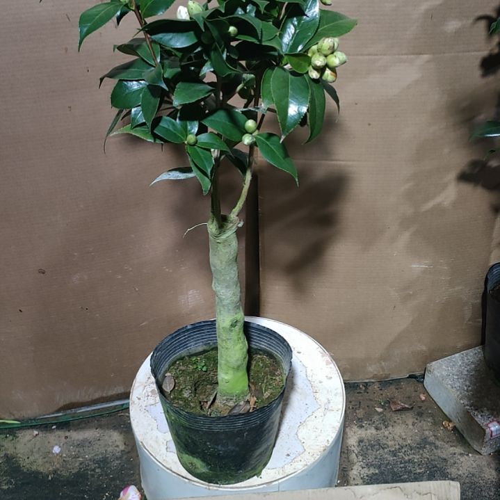 280朱露之舞，原盆原土发货，不包邮