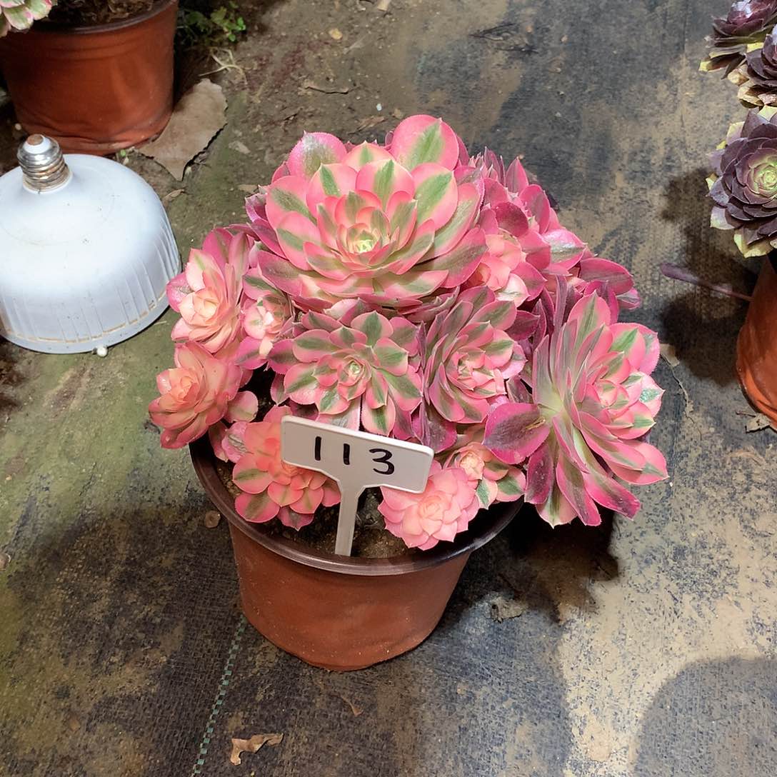 113多肉 0000000000000000