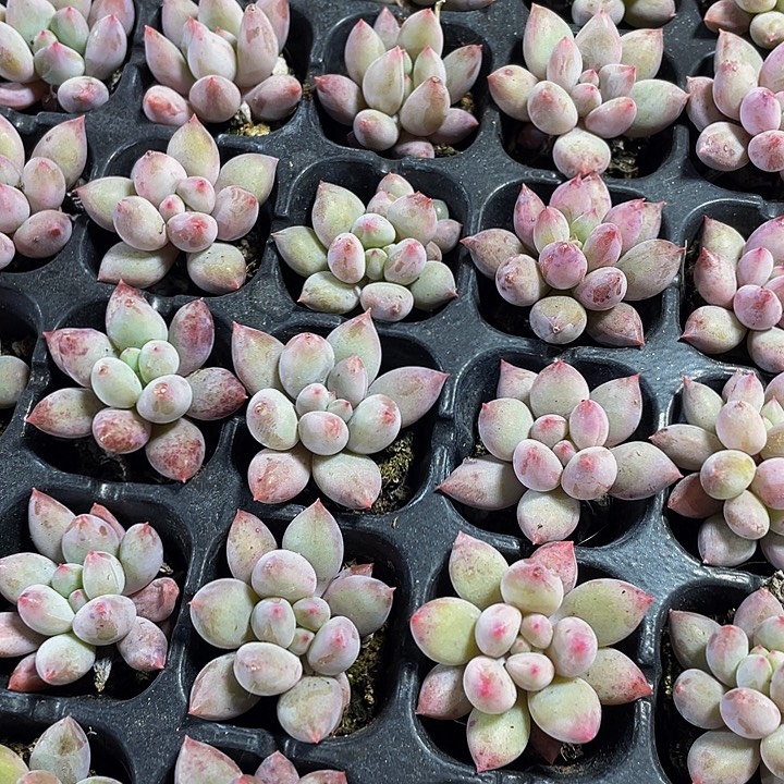 小所罗门1元带土发货