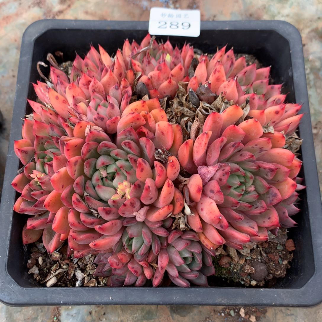 289新年快乐发发发