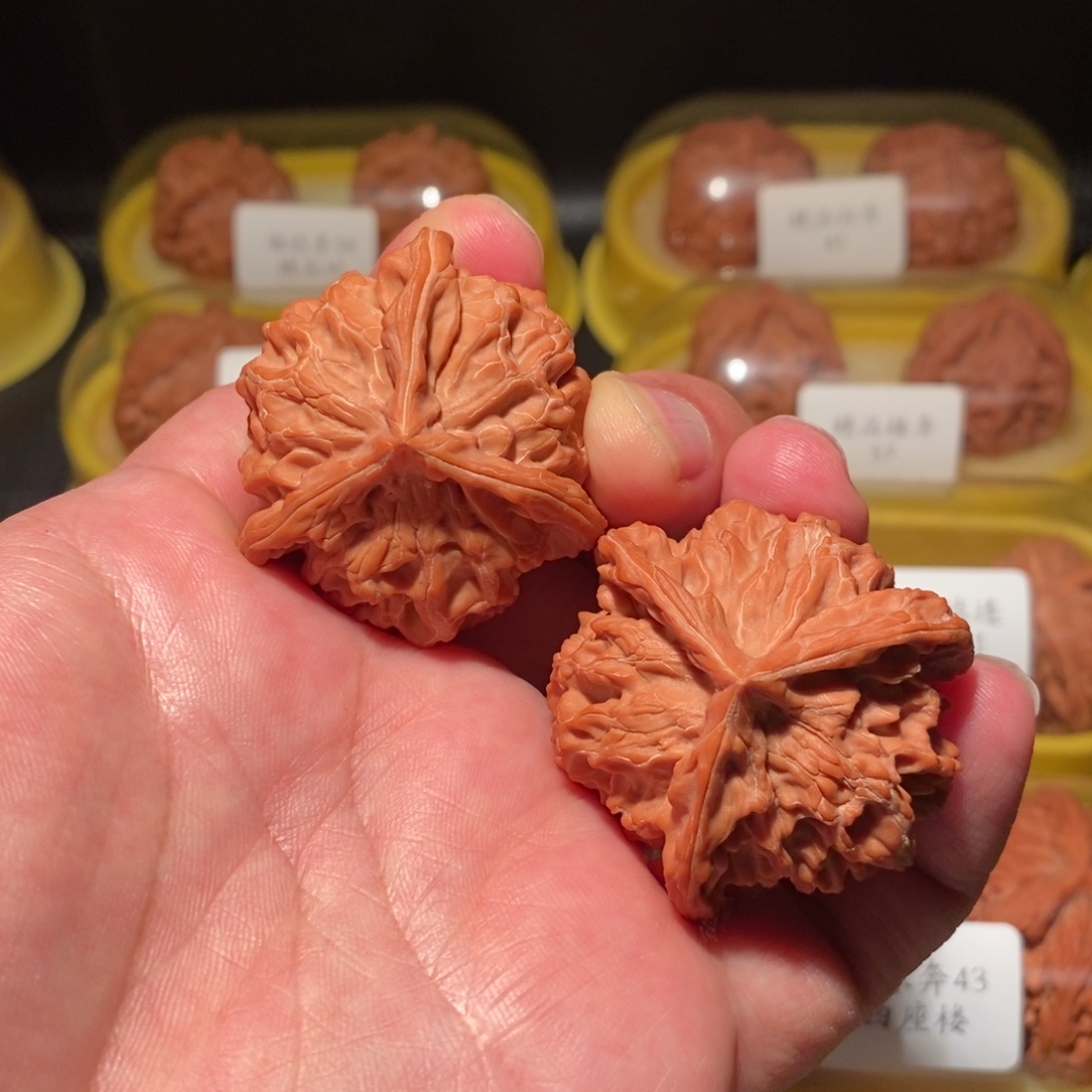 41红皮儿矮桩盘山公子帽正球奔精品对