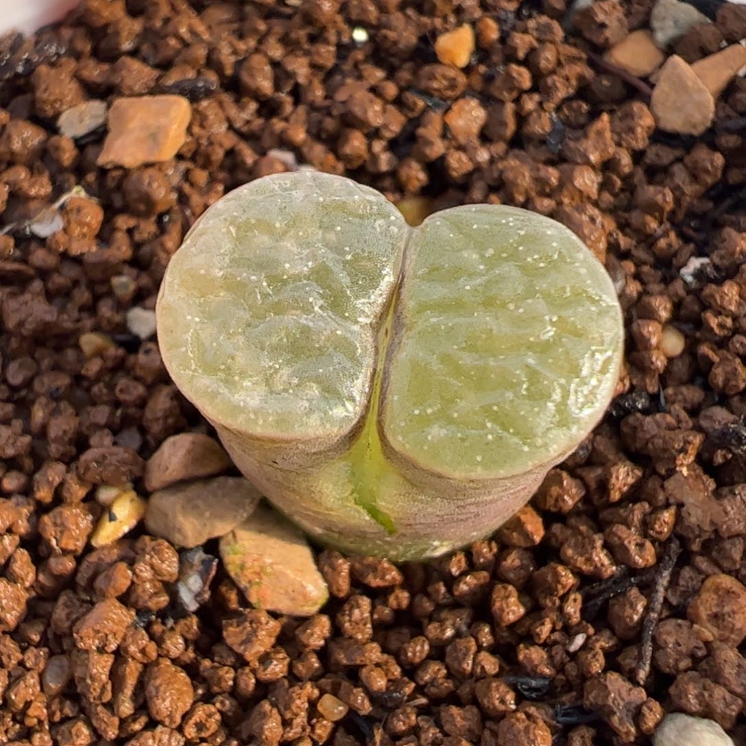 磁铁多肉植物百科1