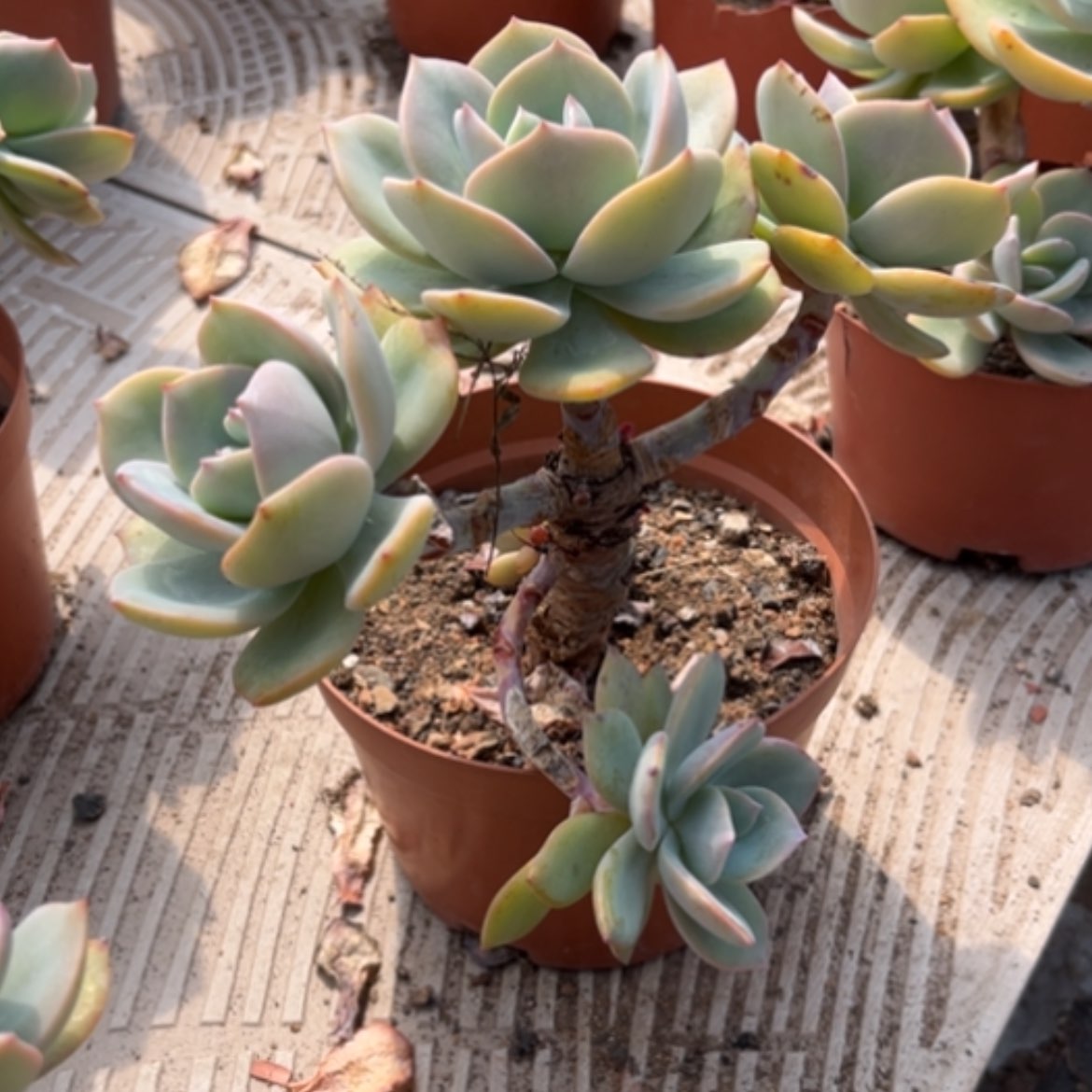 【闪购商品】春**实白凤