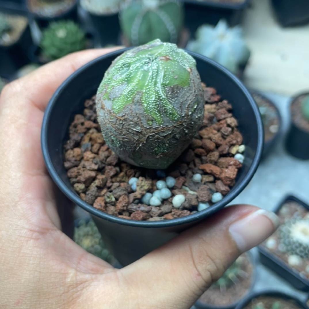 核桃蛋实生一图一物