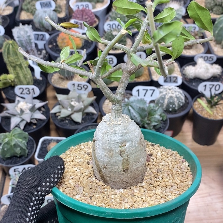 实生火星人45号4.8cm