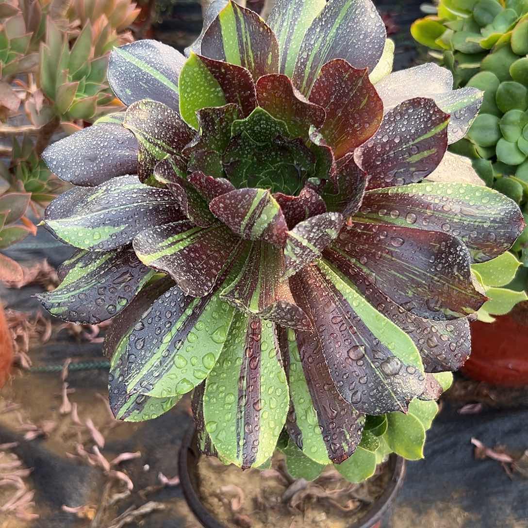 多肉植物巫毒水墨丹青