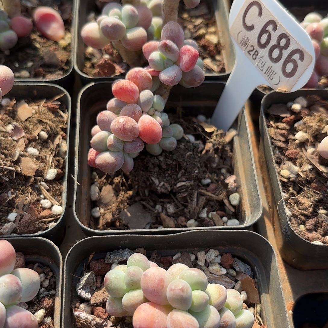C686苹果奶一物一拍