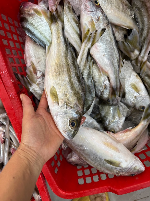 阳江船捕新鲜斑猪鱼海鲜丁公鱼 帮处理冷冻发货顺丰