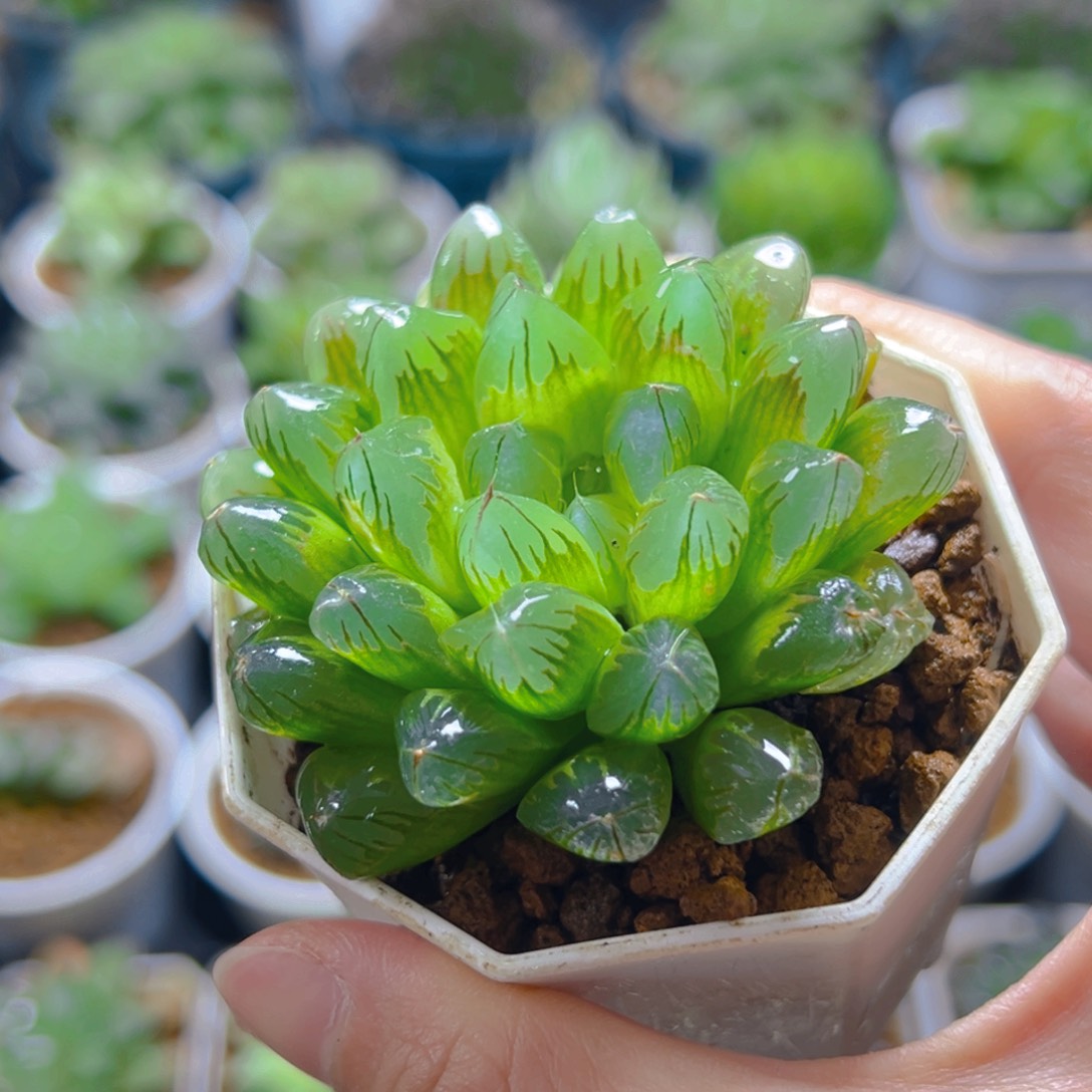 红丝玉露多肉多肉多肉