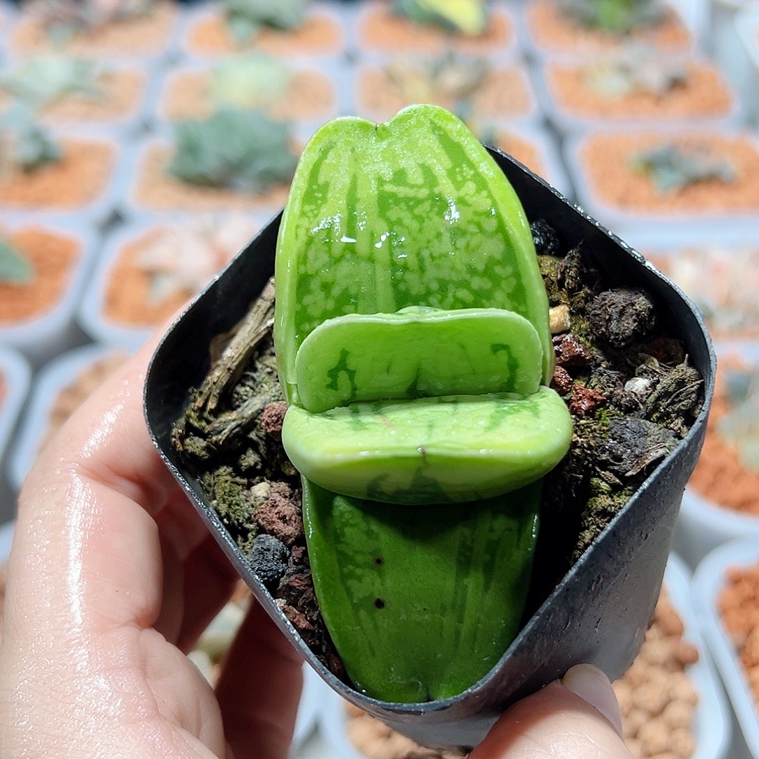 十二卷多肉卧牛锦