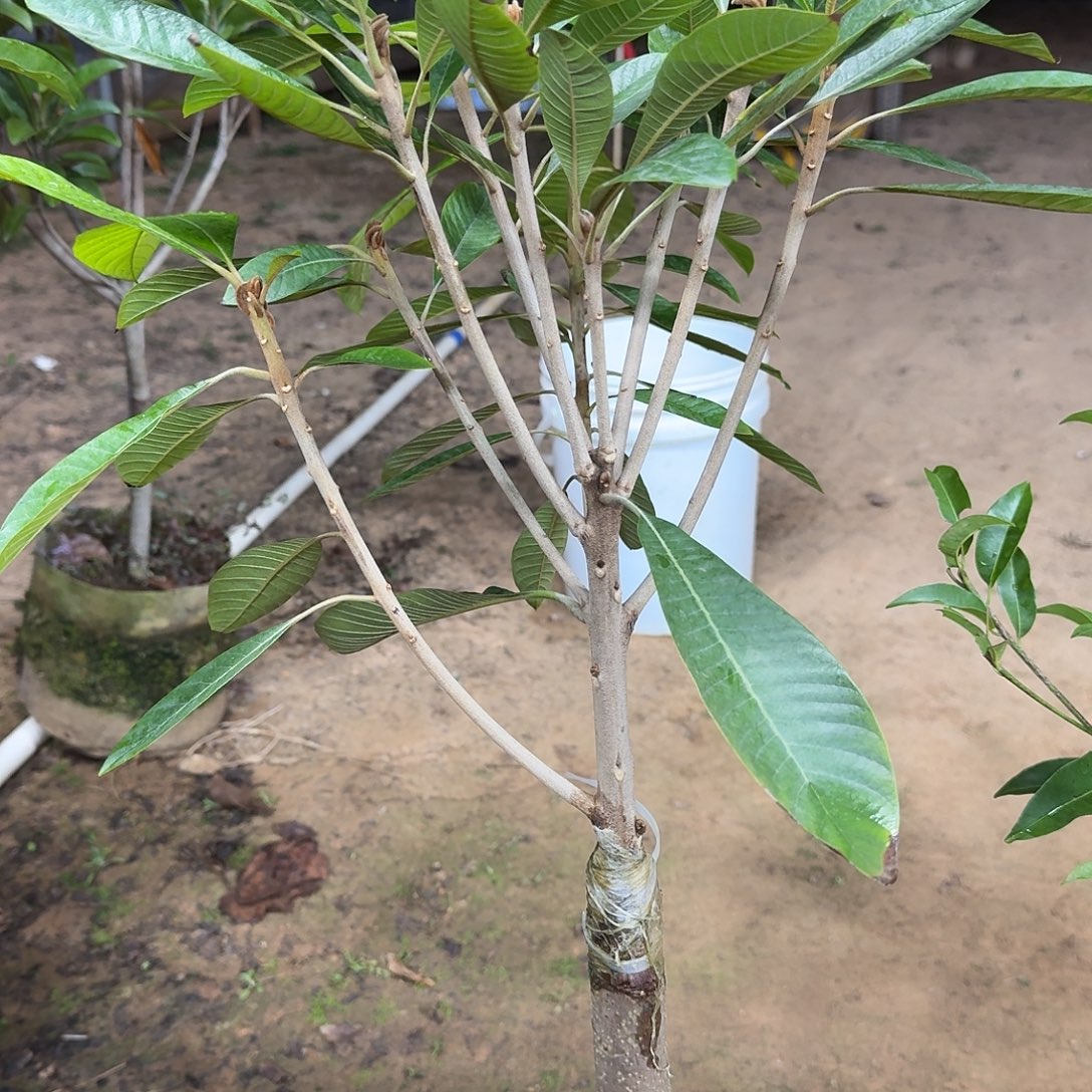 人***途当前无花栽培后可以开花V仔