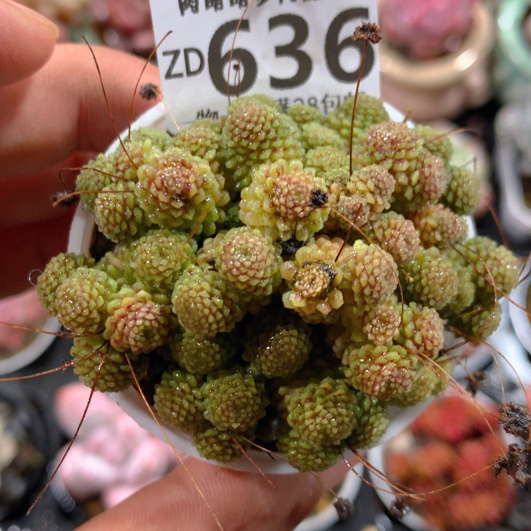 5CM拇指盆精控多肉ZD636