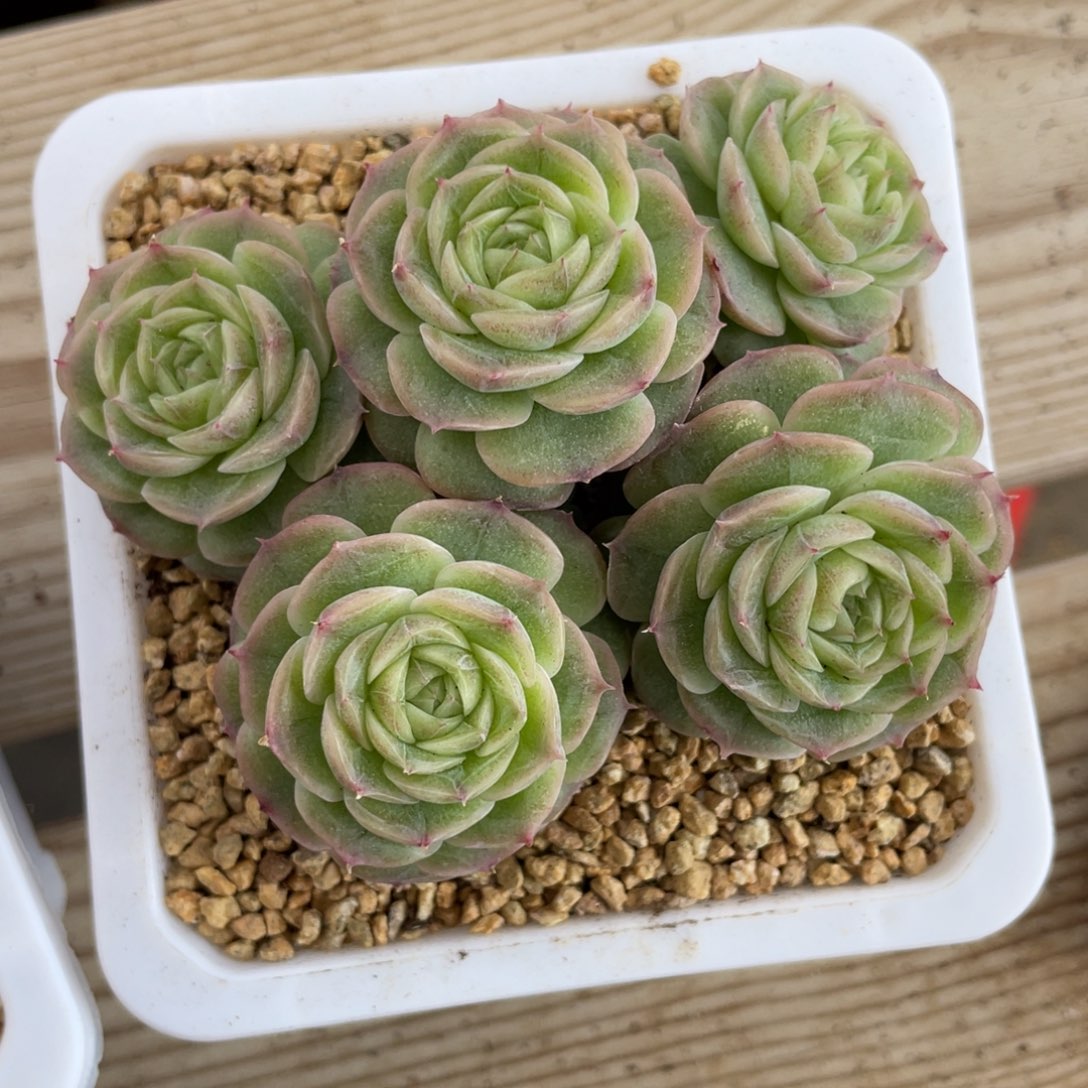 优选荧光青鸾珍妮2631