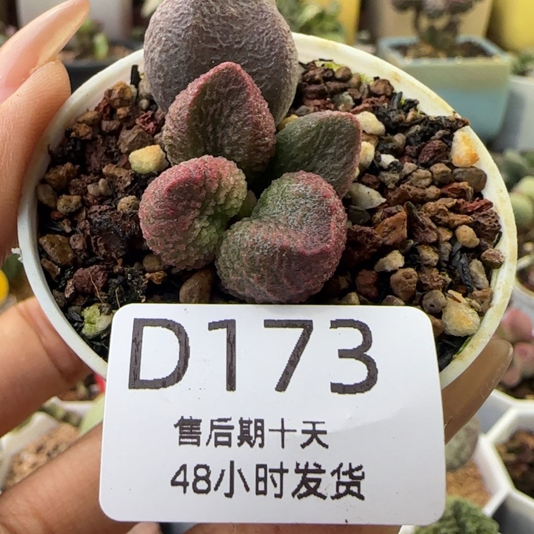 福利多肉。    173。  