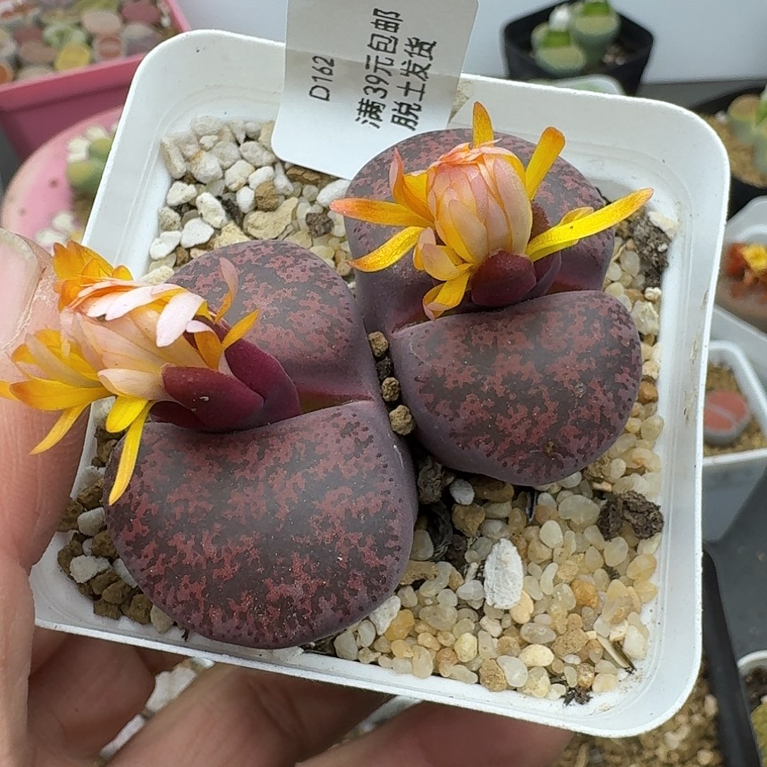 苗***～162多肉哈哈哈哈哈哈哈