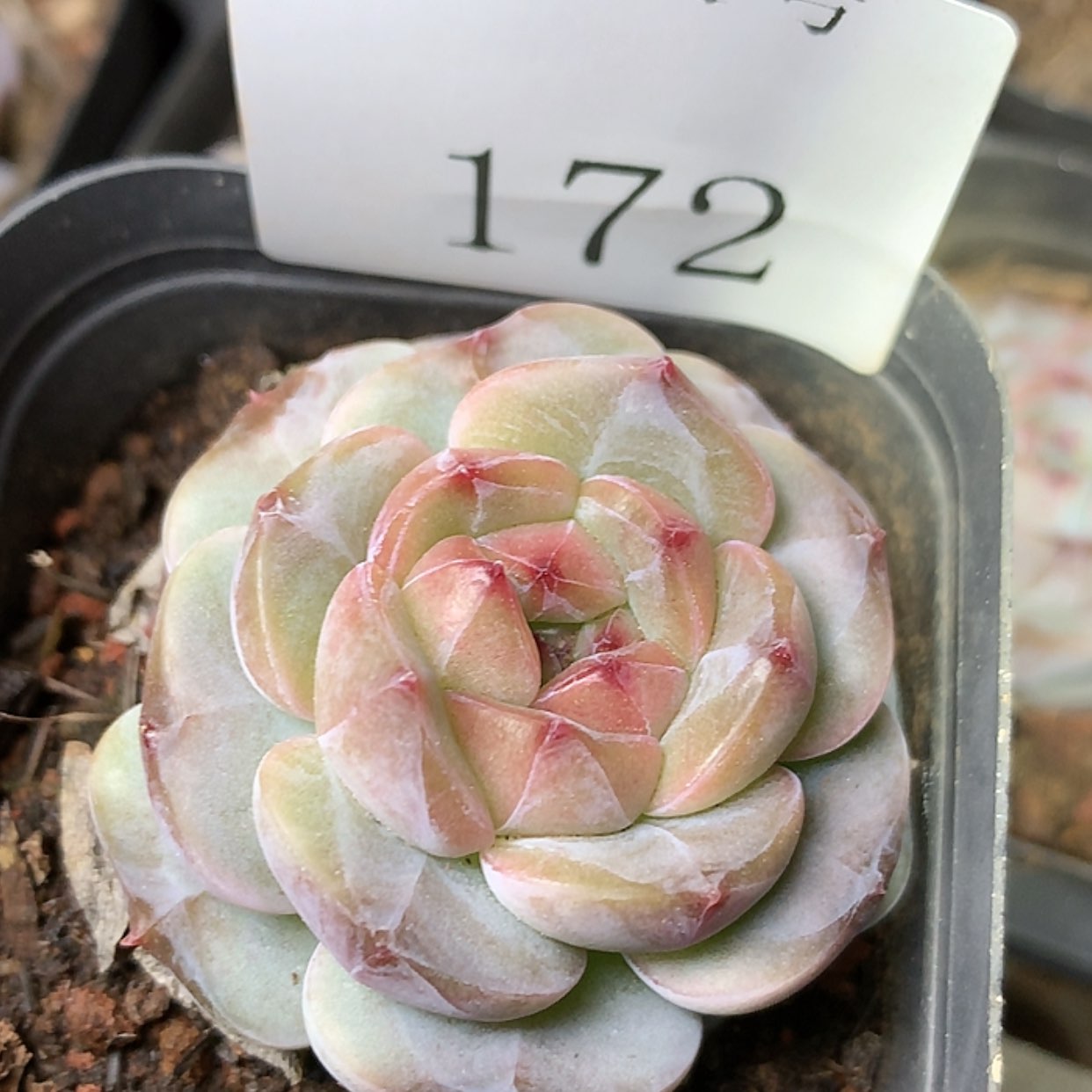 【闪购商品】云172